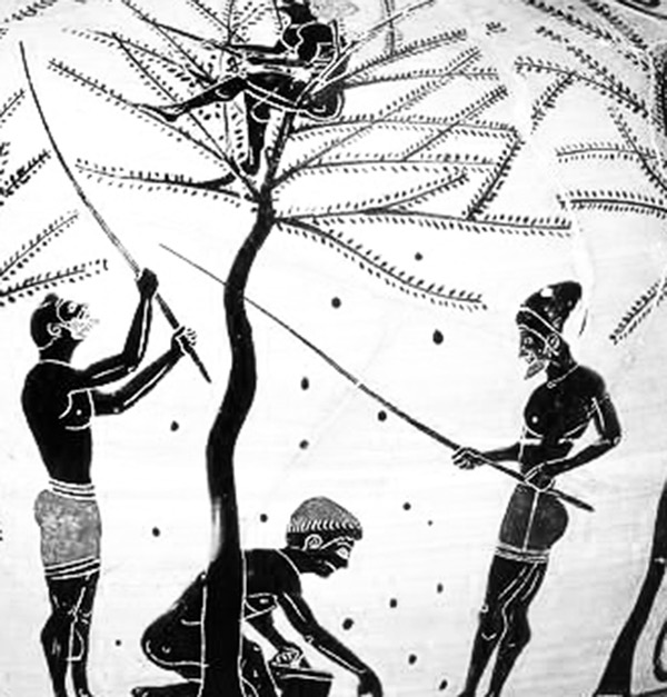 λεπτομέρεια σε αμφορέα, το μάζεμα της ελιάς